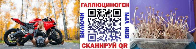 закладка Курильск darknet какой сайт Галлюциногенные грибы MAGIC MUSHROOMS